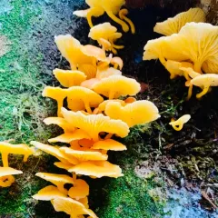 Orange Chrysomphalina thumbnail 4