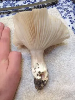 Hygrophorus gliocyclus thumbnail 1