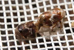 Clastoptera ovata thumbnail 2