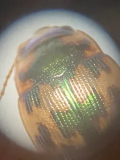 Oval Round Sand Beetle thumbnail 2