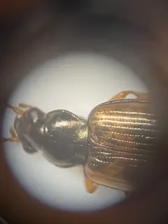 Bembidion corgenoma thumbnail 4