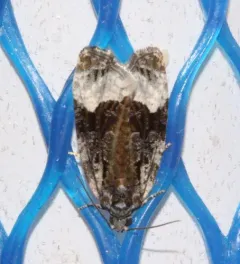 Funereal Apotomis Moth thumbnail 2