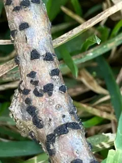 Tympanis alnea thumbnail 3