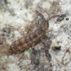 Marsh Springtail thumbnail 4