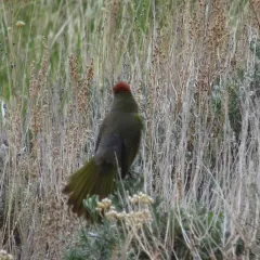 Green-tailed Towhee thumbnail 3