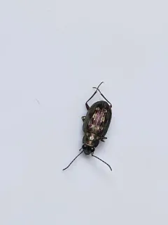 Bembidion zephyrum thumbnail 4