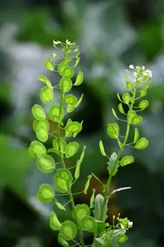 field penny-cress thumbnail 4