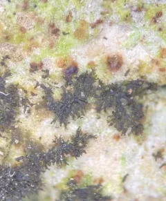Beaded Jellyskin Lichen thumbnail 3