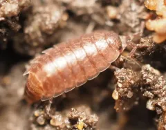 Riparian Woodlouse thumbnail 2