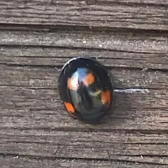 Pine Ladybird thumbnail 2