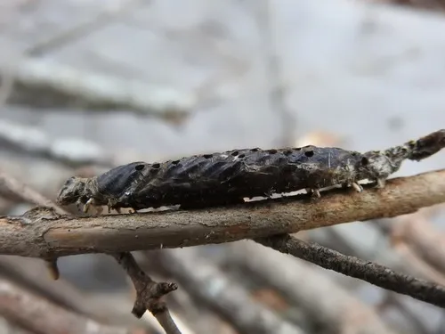 Stigmata Mummy Wasp