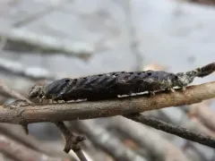 Stigmata Mummy Wasp thumbnail 1