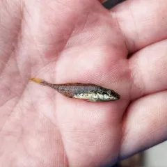 Fourspine Stickleback thumbnail 3