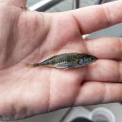 Threespine Stickleback thumbnail 2