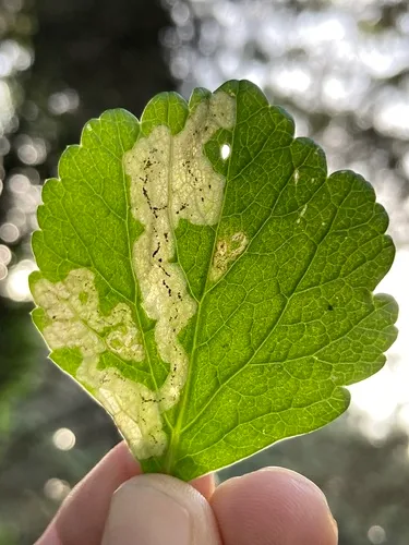Phytomyza pastinacae