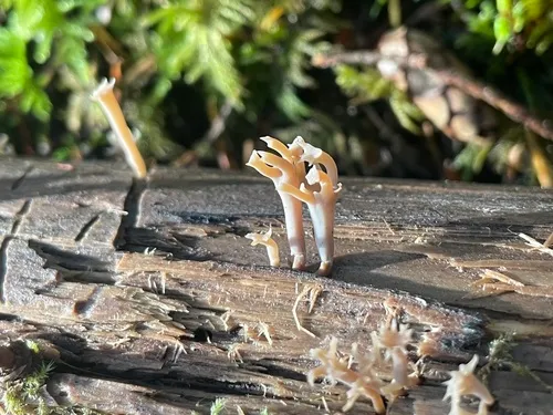 Artomyces cristatus