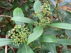 Japanese Skimmia thumbnail 4