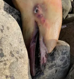 Striped Dolphin thumbnail 4