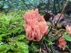 Ramaria cyaneigranosa thumbnail 1