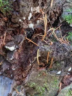Mucronella bresadolae thumbnail 2