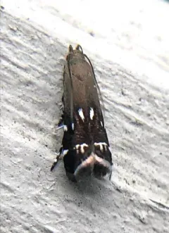 Silver-dashed anacampsis thumbnail 3