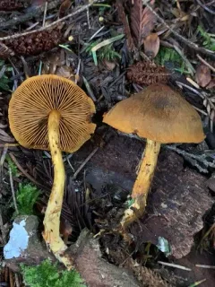 Cortinarius aurantiobasis thumbnail 3