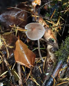 Psathyrella gracilis thumbnail 4