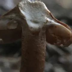 russet scaly tricholoma thumbnail 3