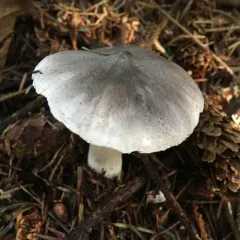 Tricholoma virgatum thumbnail 4