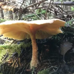 tawny funnel cap thumbnail 2