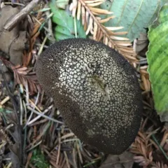 Dusky Puffball thumbnail 2
