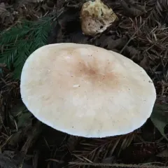 Bitter Brown Leucopax thumbnail 3