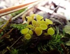 Lachnum pygmaeum thumbnail 2