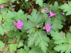 Greater Herb Robert thumbnail 3