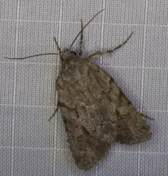 Blueberry Sallow thumbnail 3