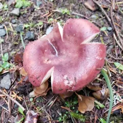 Shellfish-scented Russula thumbnail 1