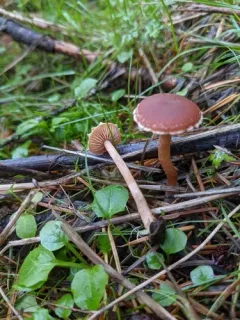 Winter twiglet thumbnail 2