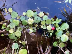 Amazon Frogbit thumbnail 2