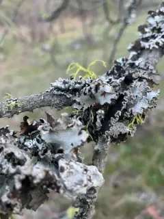ribboned rag lichen thumbnail 2