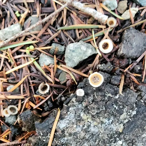 woolly bird's nest fungus