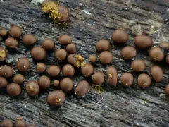Perichaena corticalis thumbnail 2