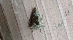 Heliria gibberata thumbnail 2