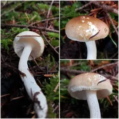 Hygrophorus bakerensis thumbnail 4