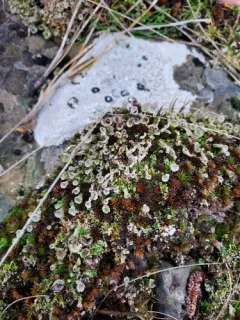 Gray's Cup Lichen thumbnail 1