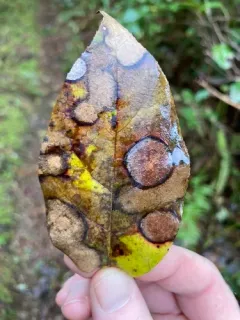 Valdensinia heterodoxa thumbnail 2