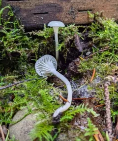 Cedarwood Waxcap thumbnail 2