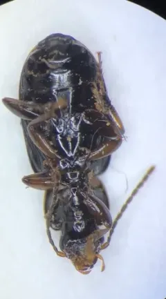 Prairie Black Harp Ground Beetle thumbnail 2