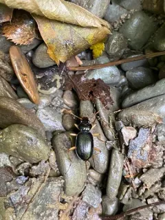 Pale-legged Gazelle Beetle thumbnail 3