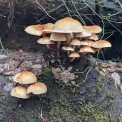 Smoky-gilled Hypholoma thumbnail 3