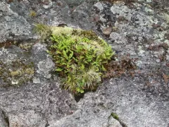 Siberian polypody thumbnail 2